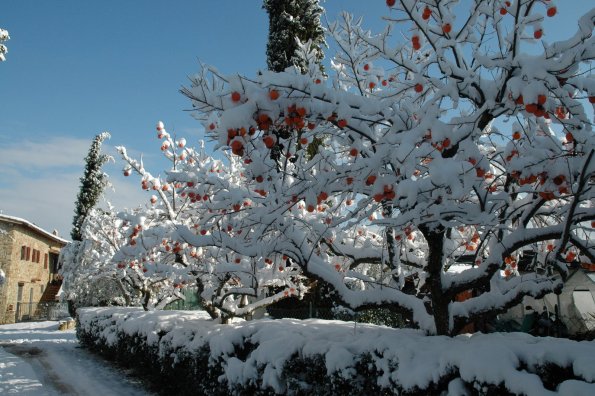 chianti_under_the_snow_03