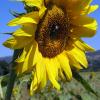 sunflowers11